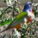 image of bird