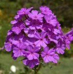 image of flower