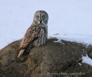 image of great_grey_owl