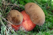 image of mushrooms