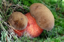 image of boletus #3