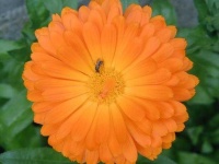 image of flower