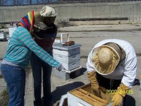 image of apiary