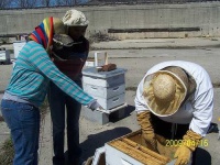 image of apiary #22