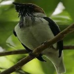 image of bird