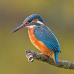 image of kingfisher