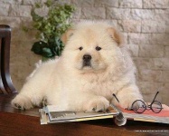 image of chow