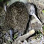 image of bird_kiwi #5