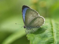 image of lycaenid
