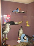 image of toucan