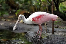image of spoonbill