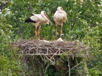 image of white_stork