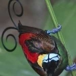 image of bird