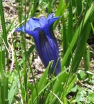 image of flower