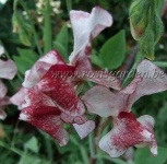 image of flower