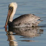 image of pelican