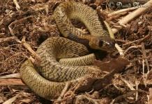 image of indian_cobra #17