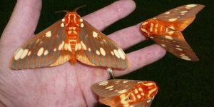 image of moth #31