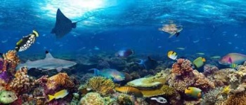 image of reef