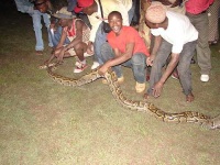 image of rock_python