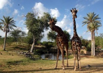 image of animal