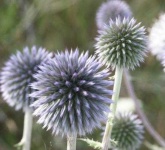 image of flower