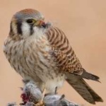 image of bird
