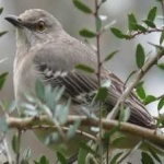 image of bird