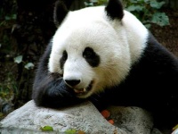 image of giant_panda