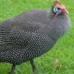 image of bird