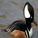 image of bird