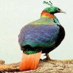image of bird