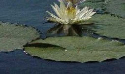 image of water_lilly