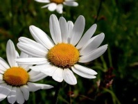 image of flower