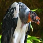 image of bird