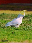 image of sulphur_crested_cockatoo
