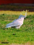 image of sulphur_crested_cockatoo #15