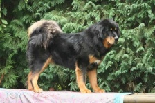 image of tibetan_mastiff #21