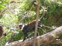 image of guenon