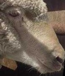 image of animal