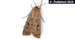 image of moth #24