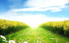 image of sunny