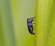 image of weevil