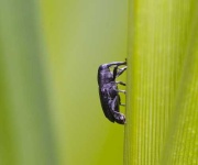 image of weevil #6