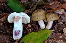 image of mushrooms