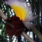 image of bird