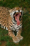 image of jaguar_car