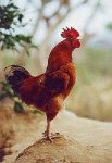 image of rooster