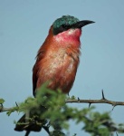 image of bee_eater #2