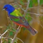 image of bird